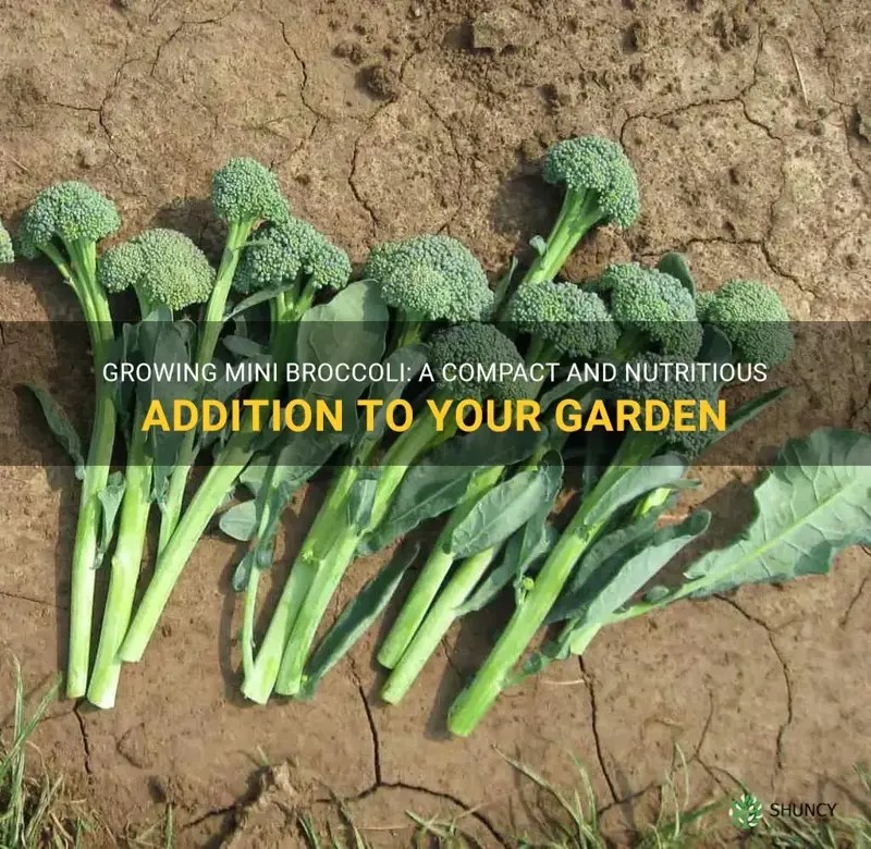 Growing Mini Broccoli A Compact And Nutritious Addition To Your Garden