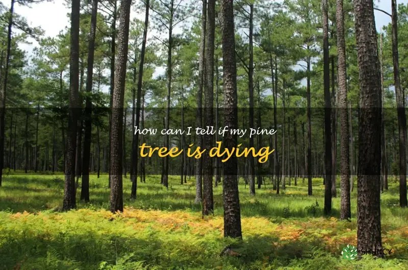 Signs To Watch Out For Is Your Pine Tree Dying? ShunCy
