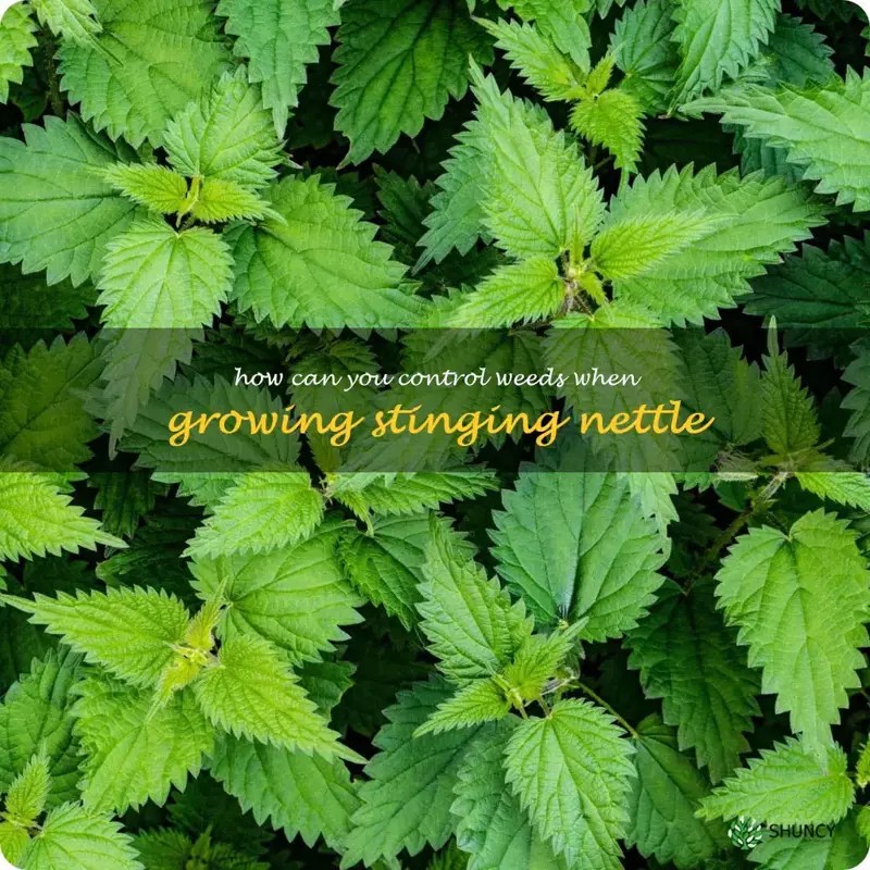Getting Rid Of Weeds While Growing Stinging Nettle Tips For Successful