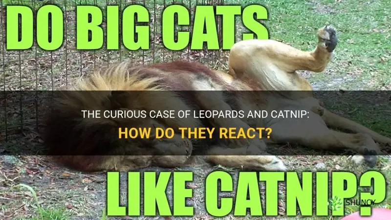 The Curious Case Of Leopards And Catnip How Do They React? ShunCy