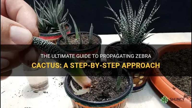 The Ultimate Guide To Propagating Zebra Cactus A StepByStep Approach ShunCy
