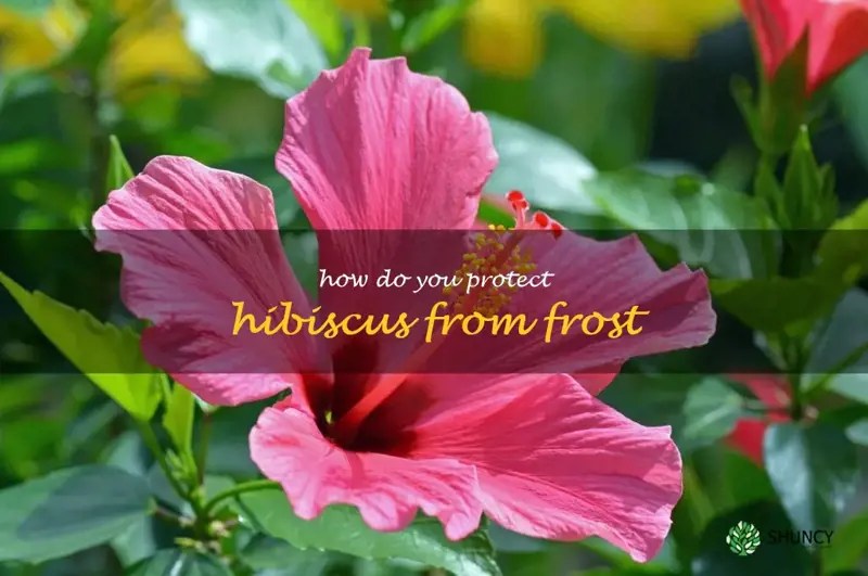 Protecting Your Hibiscus From Frost Tips And Tricks To Keep Your