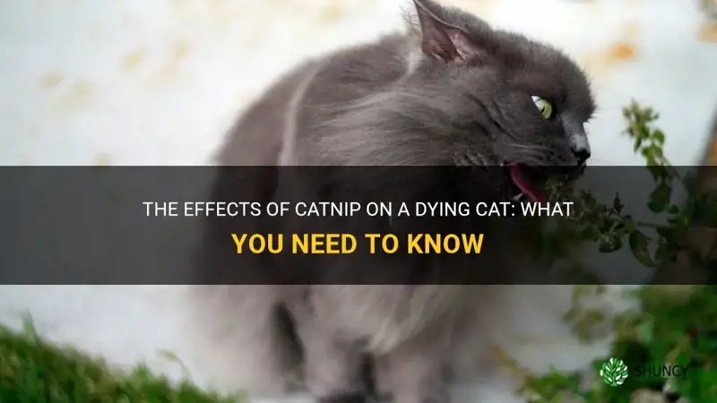 The Effects Of Catnip On A Dying Cat What You Need To Know ShunCy