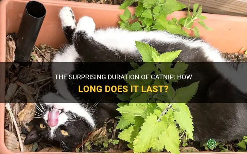 The Surprising Duration Of Catnip How Long Does It Last? ShunCy