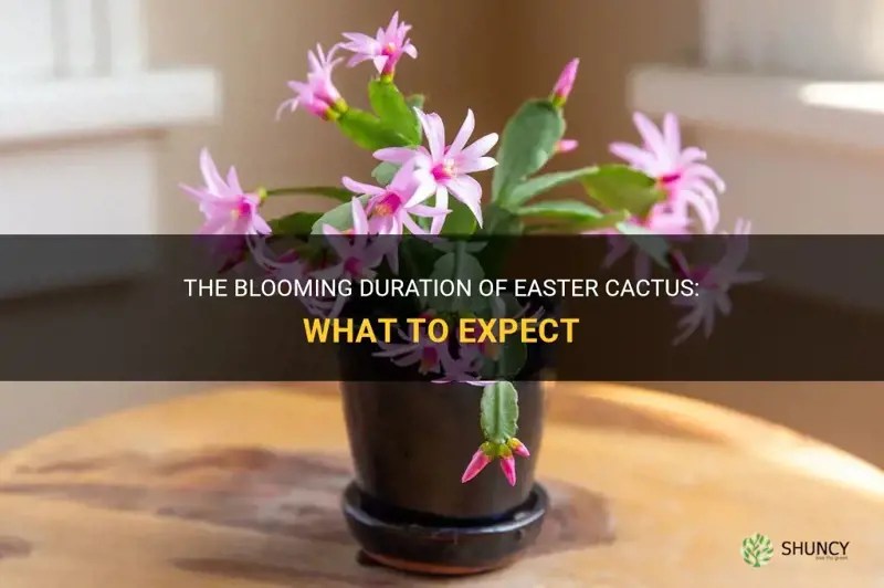 The Blooming Duration Of Easter Cactus What To Expect ShunCy