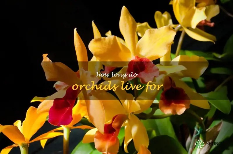 Discover The Longevity Of Orchids How Long Do They Live? ShunCy