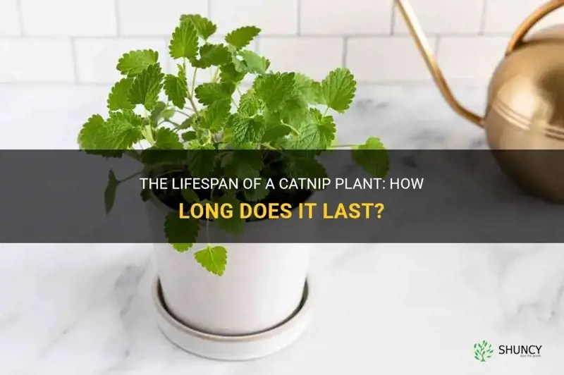 The Lifespan Of A Catnip Plant How Long Does It Last? ShunCy