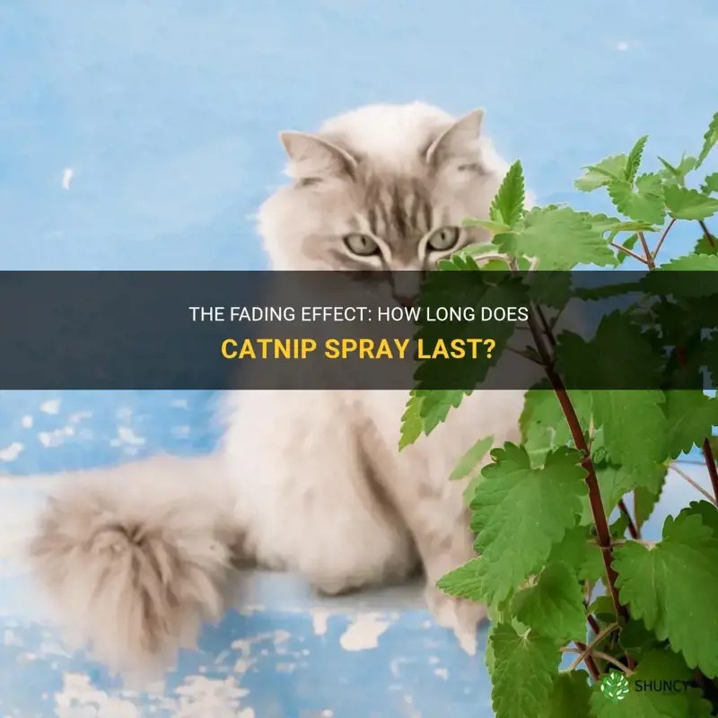 The Fading Effect How Long Does Catnip Spray Last? ShunCy
