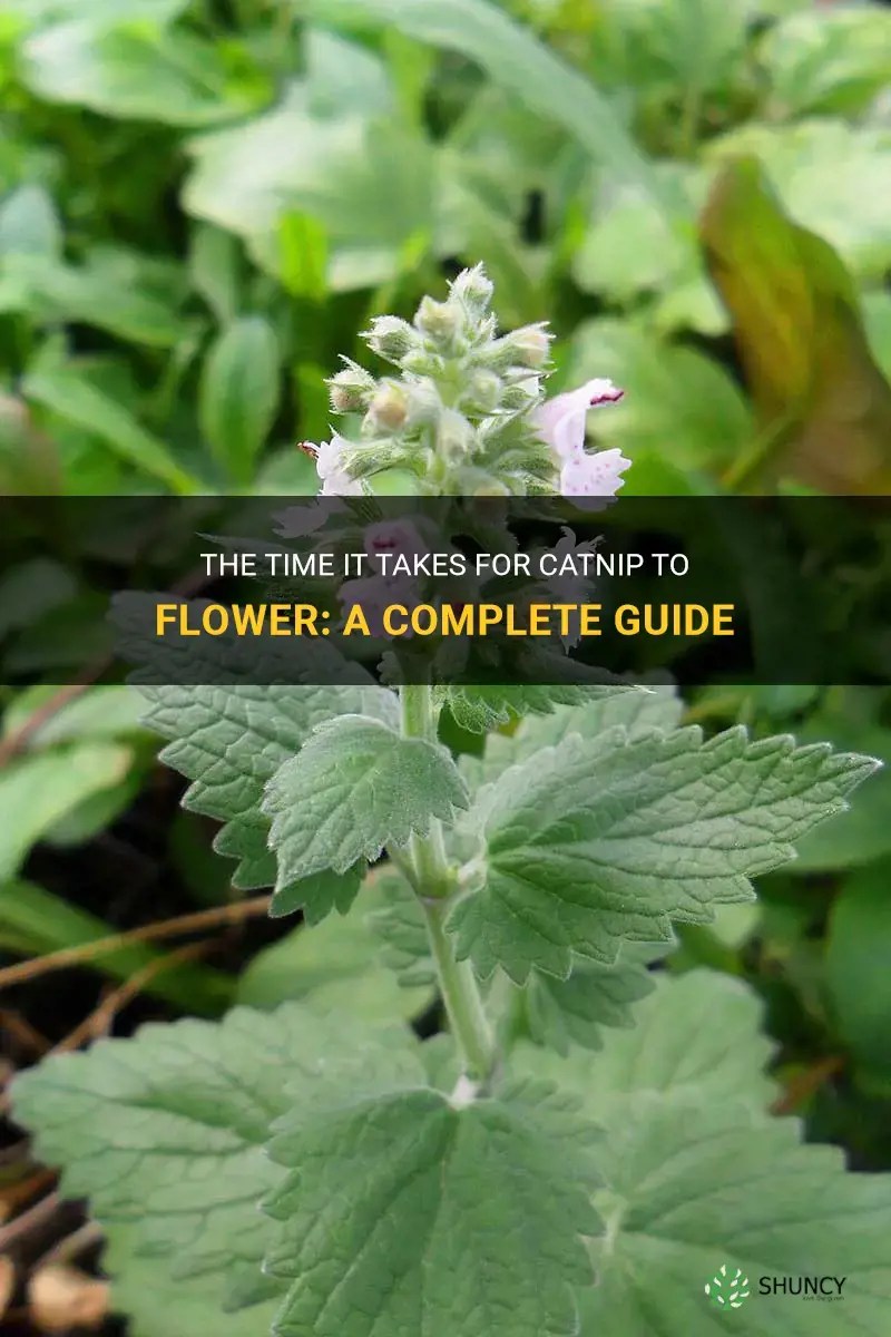 The Time It Takes For Catnip To Flower A Complete Guide ShunCy