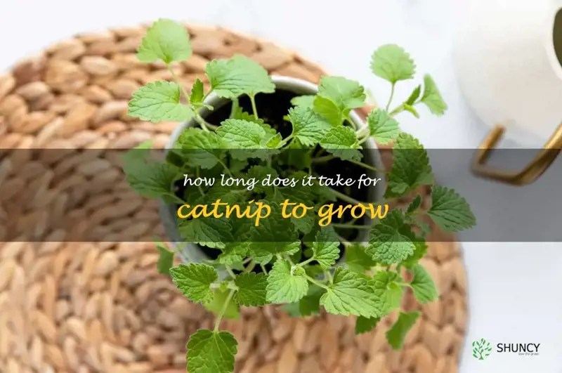 Gardening 101 How Long Does It Take For Catnip To Grow? ShunCy