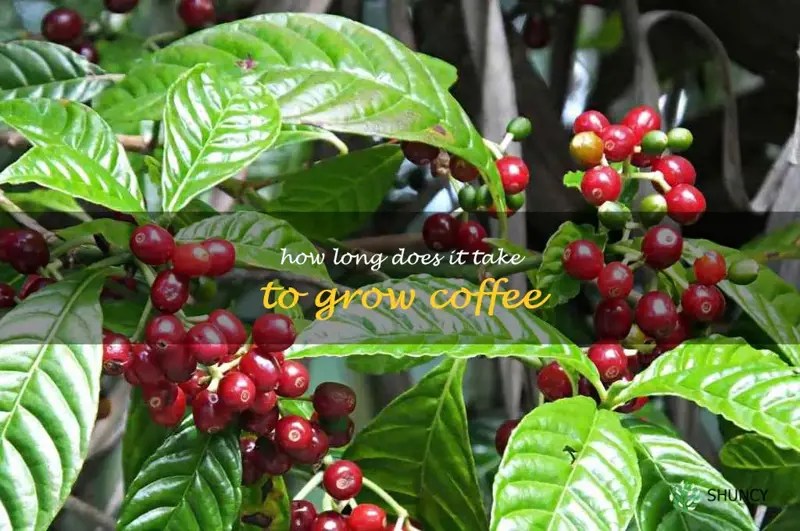 Discover The Time Investment Needed To Grow Your Own Coffee ShunCy