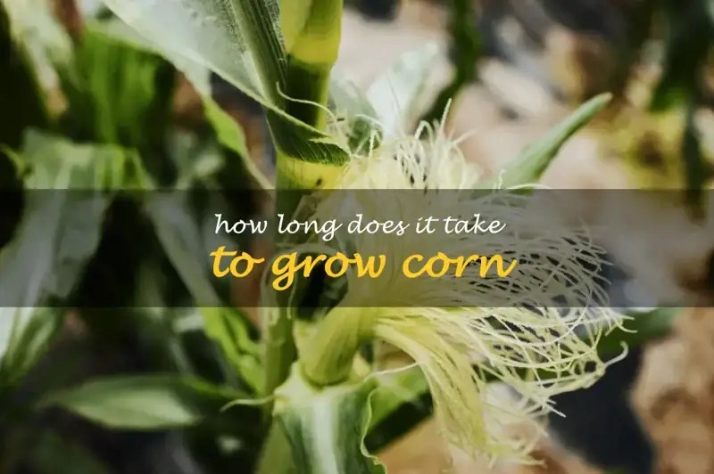 How Long Does It Take To Grow Corn ShunCy