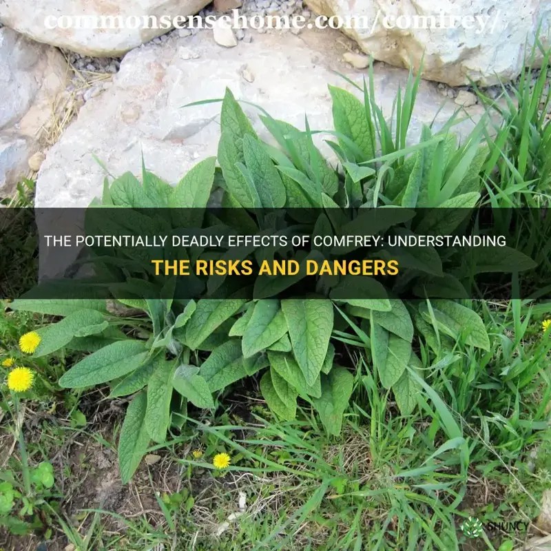 The Potentially Deadly Effects Of Comfrey Understanding The Risks And Dangers ShunCy
