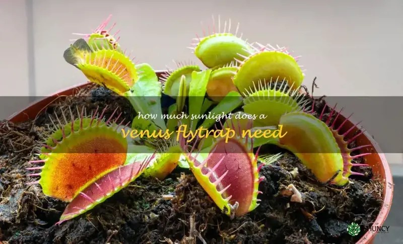 Unveiling The Optimal Sunlight Requirements Of Venus Flytraps ShunCy