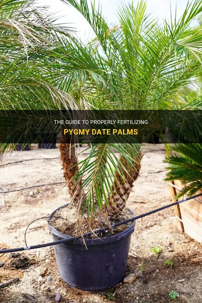 The Guide To Properly Fertilizing Pygmy Date Palms ShunCy