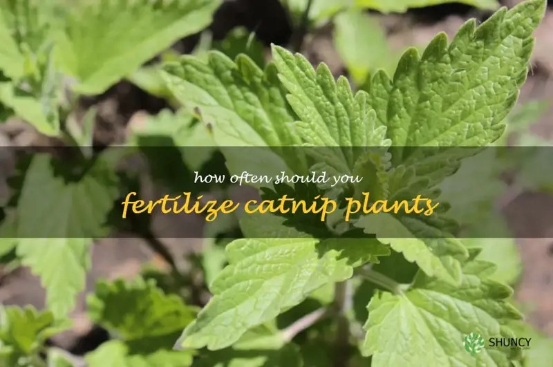 Fertilizing Your Catnip Plants How Often Should You Do It? ShunCy
