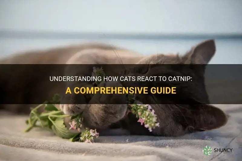 Understanding How Cats React To Catnip A Comprehensive Guide ShunCy