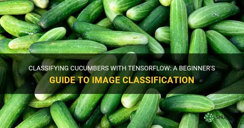 Classifying Cucumbers With Tensorflow A Beginner's Guide To Image