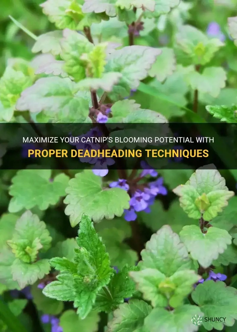 Maximize Your Catnip's Blooming Potential With Proper Deadheading