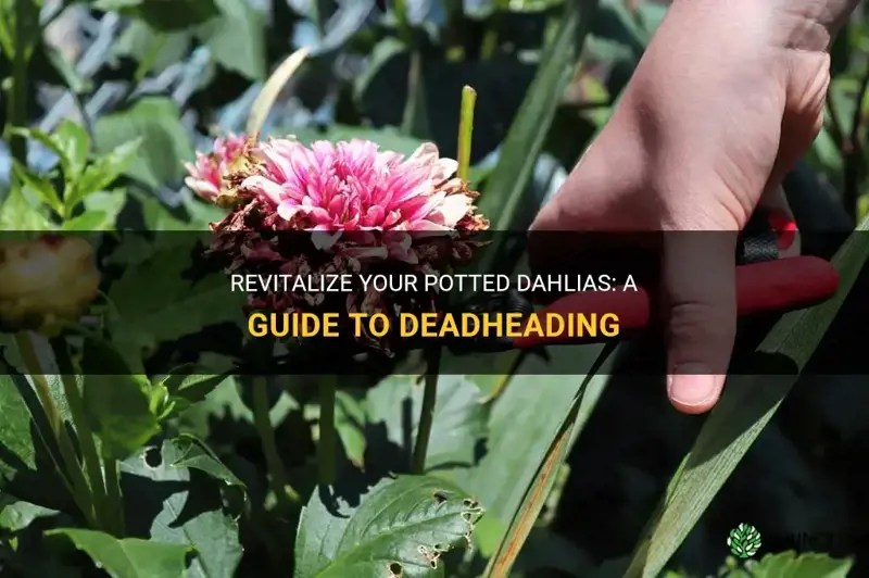 Revitalize Your Potted Dahlias A Guide To Deadheading ShunCy