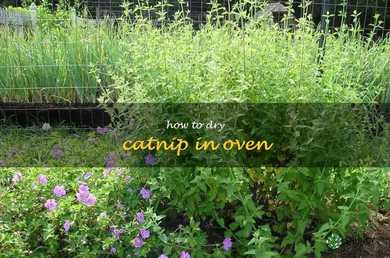 Easy Steps For Drying Catnip In The Oven ShunCy