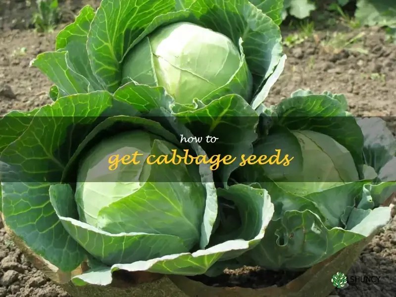 Gardening 101 Learn How To Get Cabbage Seeds For Your Garden ShunCy