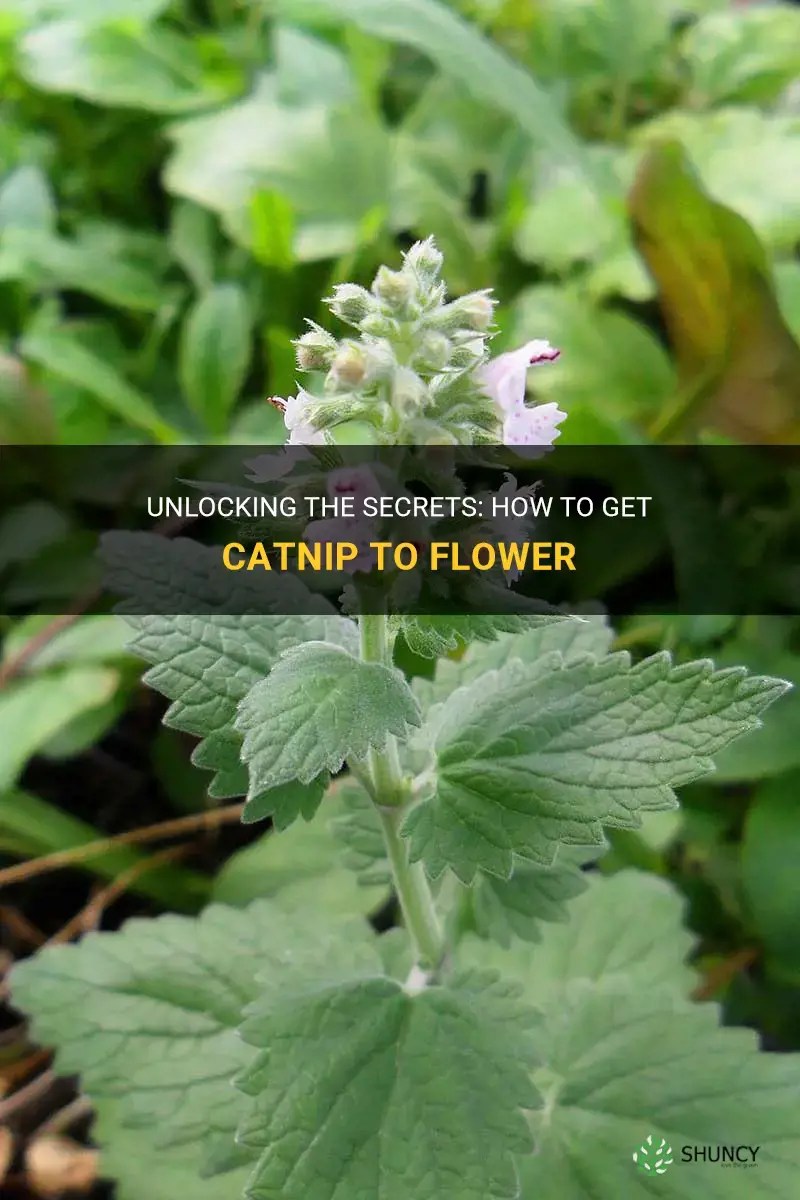 Unlocking The Secrets How To Get Catnip To Flower ShunCy