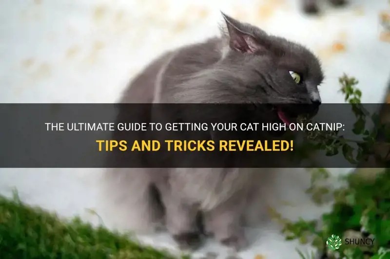 The Ultimate Guide To Getting Your Cat High On Catnip Tips And Tricks
