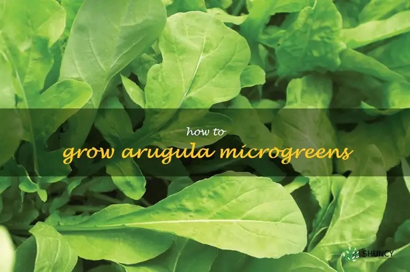 Easy Steps To Growing Delicious Arugula Microgreens At Home ShunCy