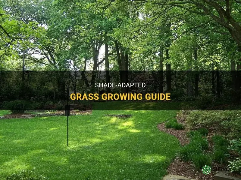 ShadeAdapted Grass Growing Guide ShunCy