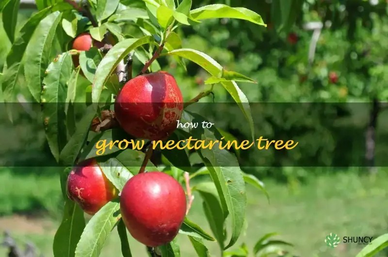 The StepByStep Guide To Growing A Nectarine Tree ShunCy