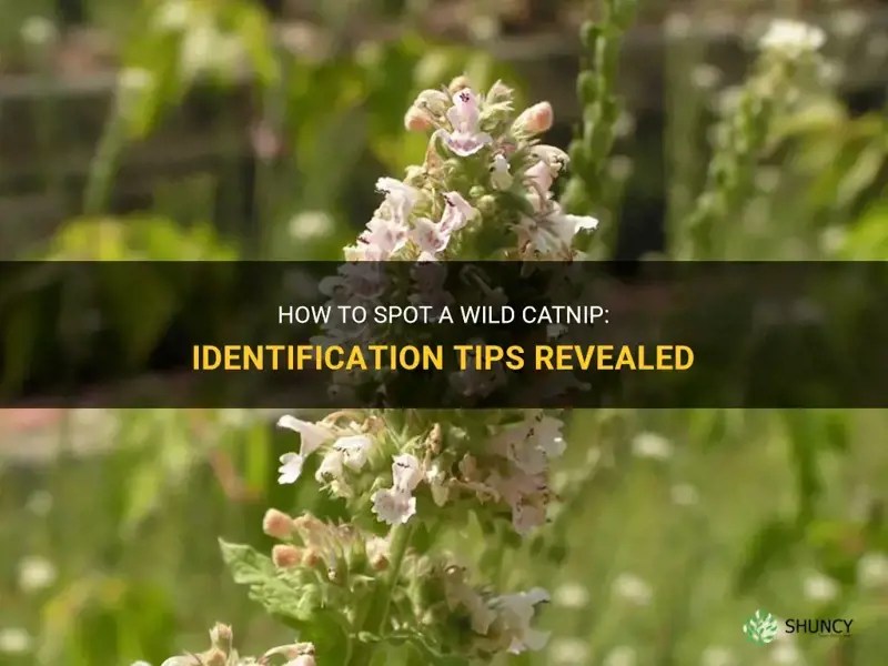 How To Spot A Wild Catnip Identification Tips Revealed ShunCy