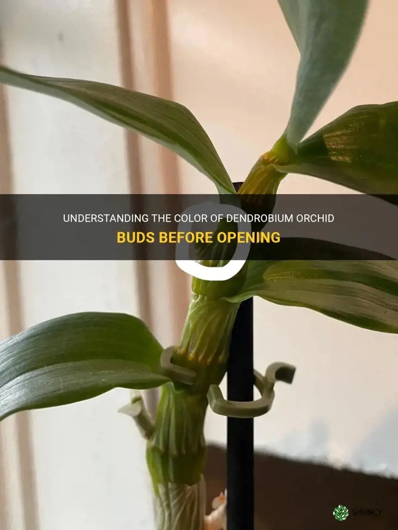Understanding The Color Of Dendrobium Orchid Buds Before Opening ShunCy