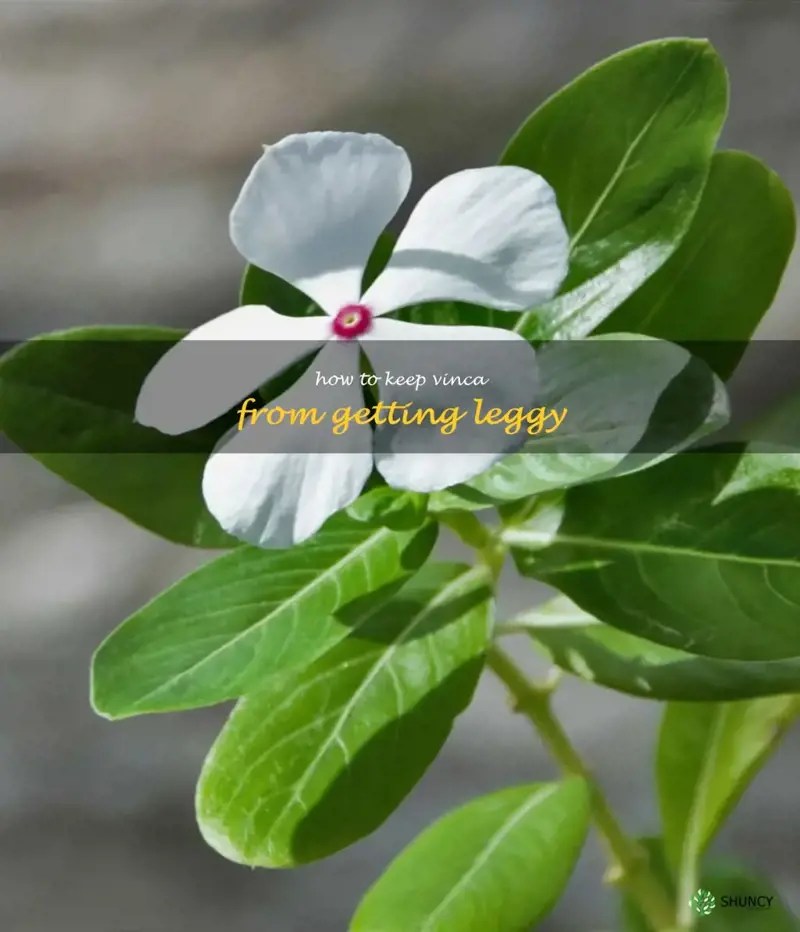 5 Tips For Preventing Leggy Vinca Plants ShunCy