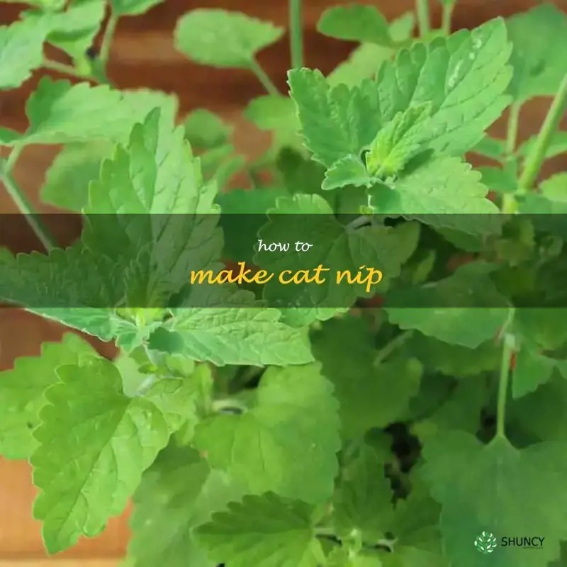 Diy Cat Nip How To Make Your Own Cat Treats At Home! ShunCy