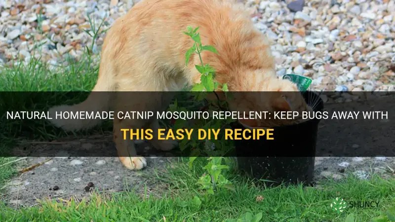 Natural Homemade Catnip Mosquito Repellent Keep Bugs Away With This