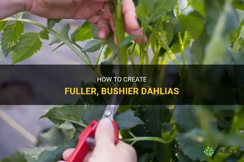 How To Create Fuller, Bushier Dahlias ShunCy