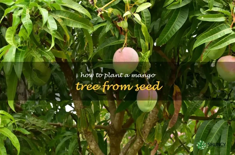 The Ultimate Guide To Planting A Mango Tree From Seed StepByStep