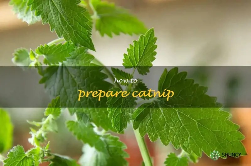 Making Catnip Treats A Guide To Preparing And Serving Catnip For Your