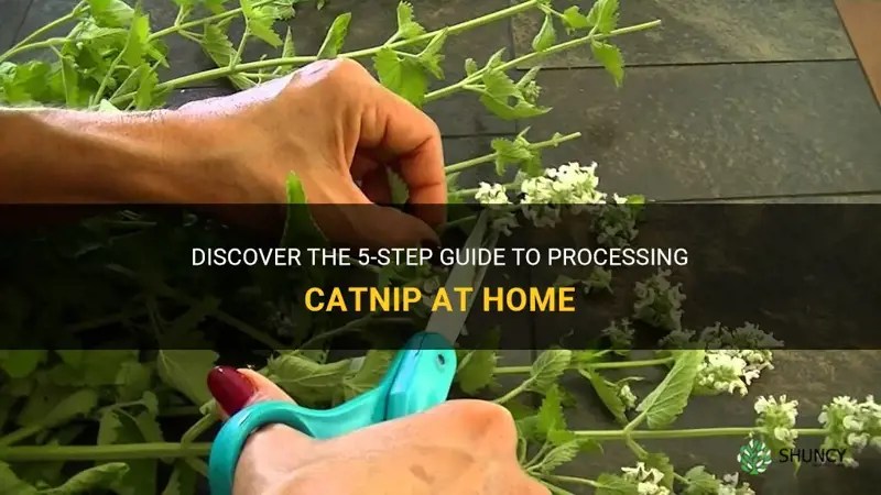 Discover The 5Step Guide To Processing Catnip At Home ShunCy