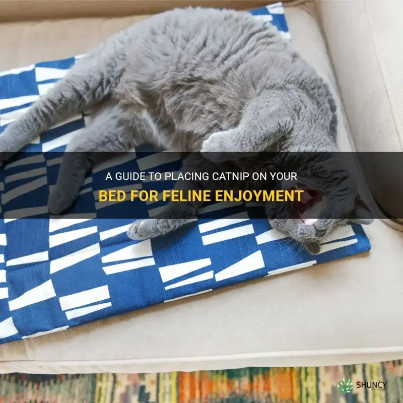 A Guide To Placing Catnip On Your Bed For Feline Enjoyment ShunCy