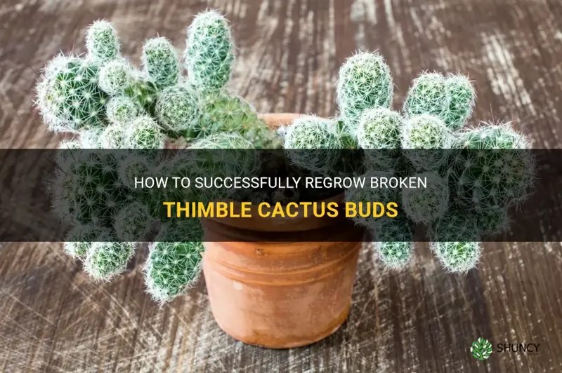 How To Successfully Regrow Broken Thimble Cactus Buds ShunCy