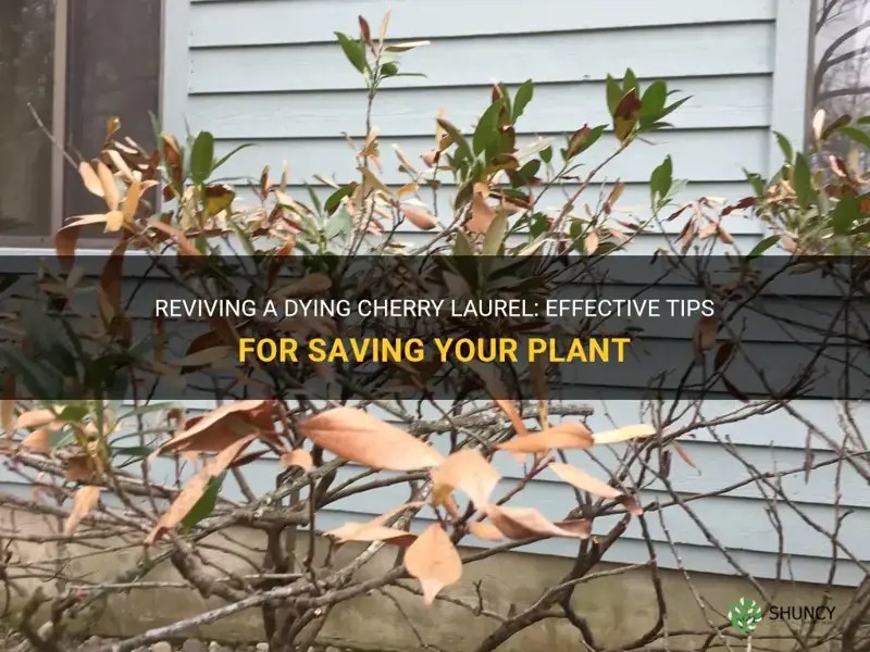 Reviving A Dying Cherry Laurel Effective Tips For Saving Your Plant