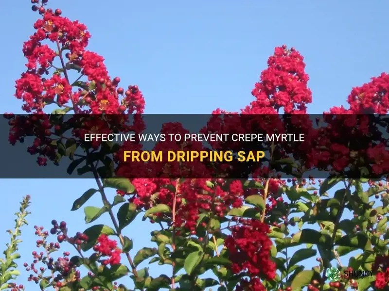 Effective Ways To Prevent Crepe Myrtle From Dripping Sap ShunCy