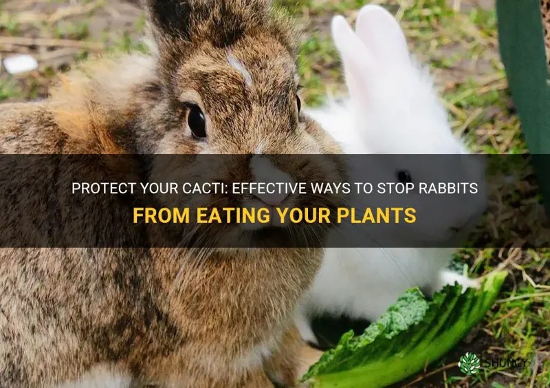 Protect Your Cacti Effective Ways To Stop Rabbits From Eating Your