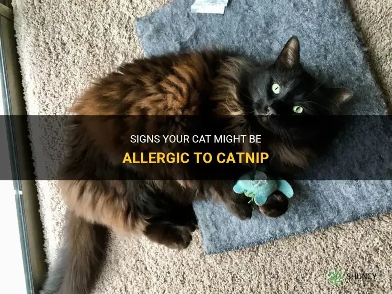 Signs Your Cat Might Be Allergic To Catnip ShunCy