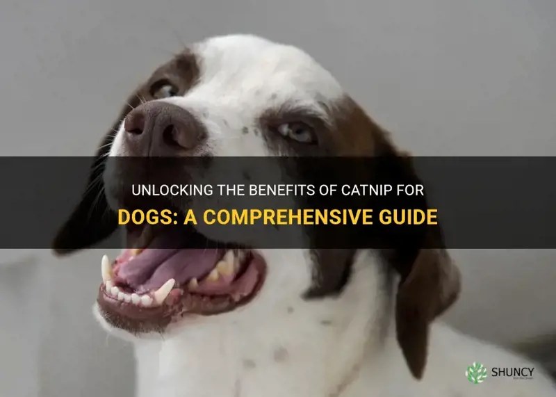 Unlocking The Benefits Of Catnip For Dogs A Comprehensive Guide ShunCy