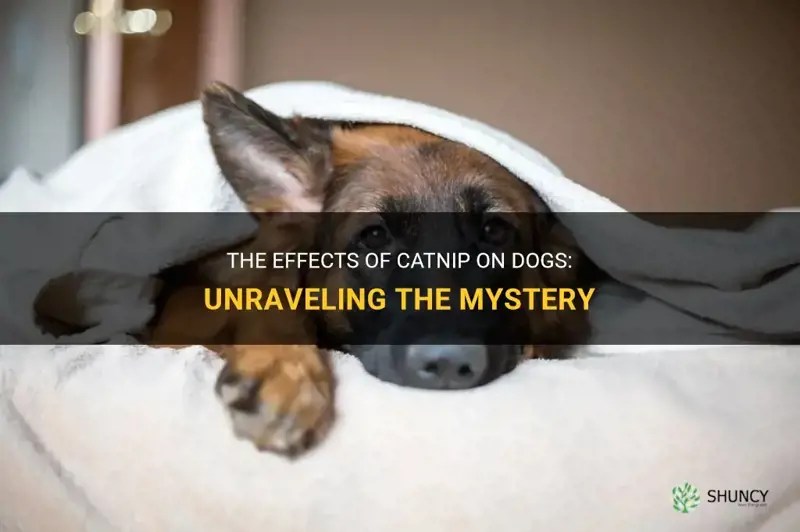 The Effects Of Catnip On Dogs Unraveling The Mystery ShunCy