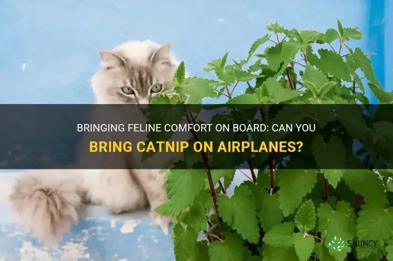 Bringing Feline Comfort On Board Can You Bring Catnip On Airplanes