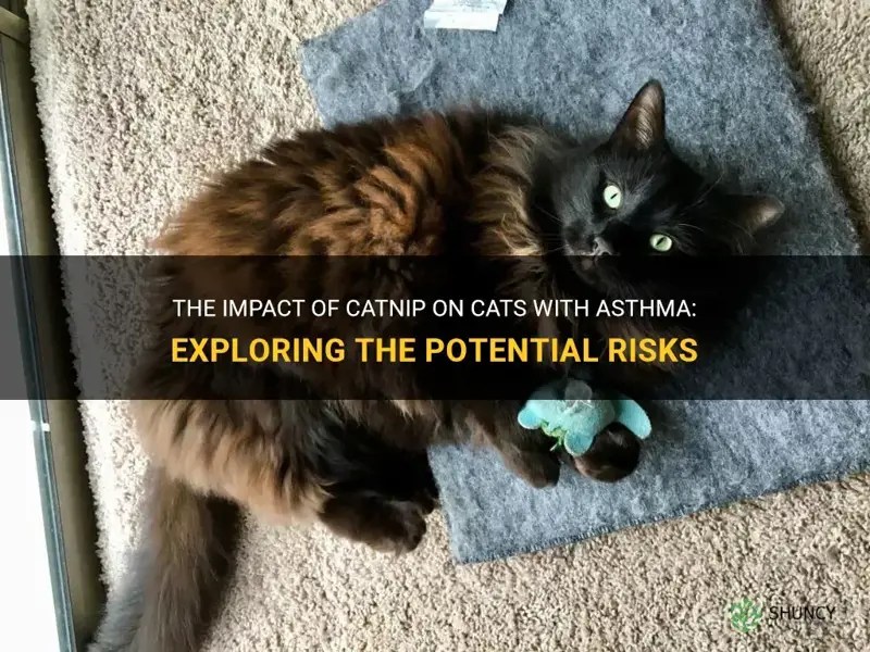The Impact Of Catnip On Cats With Asthma Exploring The Potential Risks ShunCy